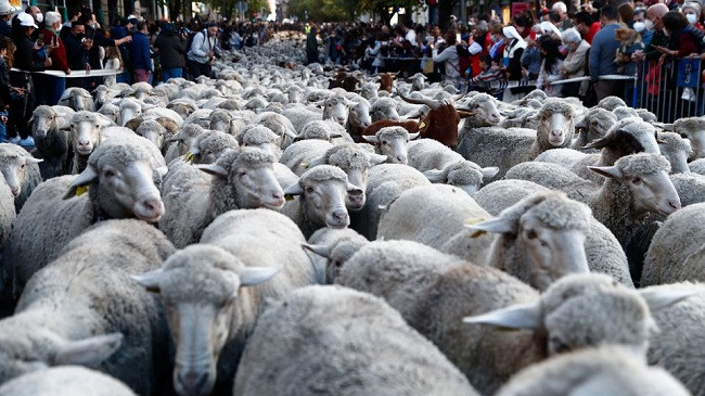 Mbi një mijë dele dhe dhi në 'shëtitjen' tradicionale në Madrid