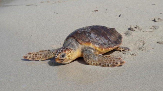 Breshka e detit kthehet në habitatin e saj