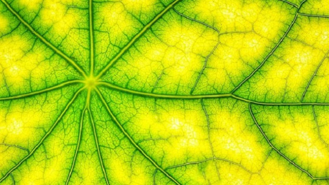 Nga fotosinteza mënyra më e re për të prodhuar hidrogjen të gjelbër
