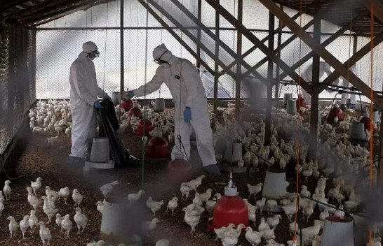 Mbi 143 mijë pula do të asgjësohen në Japoni për shkak të gripit të shpendëve
