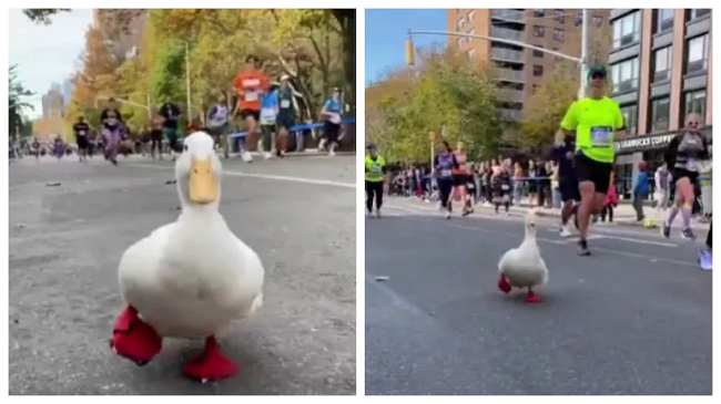 Rosa merr pjesë në maratonën e Nju Jorkut [Video]