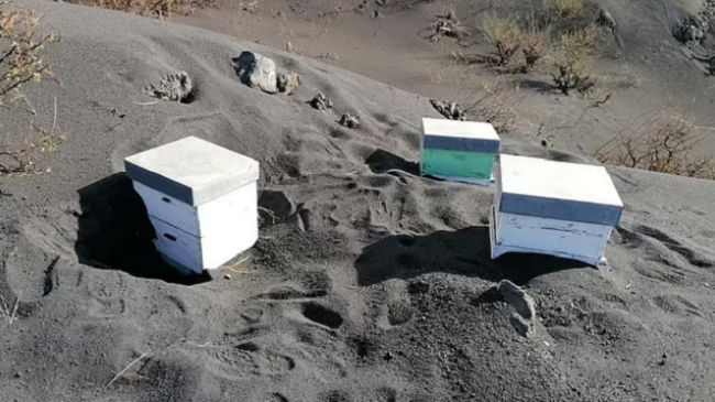 Mrekulli, mijëra bletë mbijetuan nën hirin vullkanik në La Palma për 50 ditë
