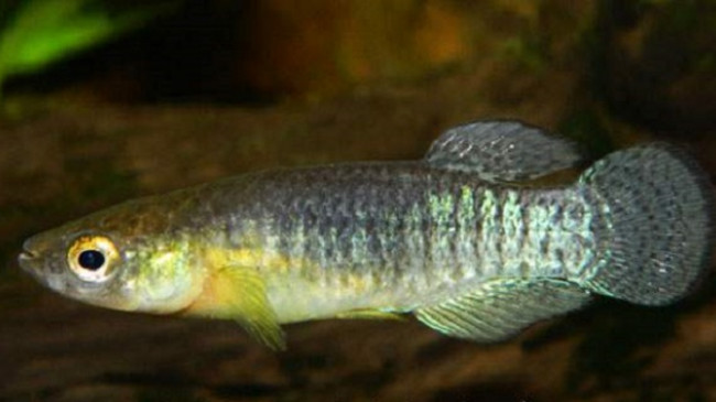 Në Lagunën e Butrintit, rizbulohet specia e veçantë subendemike