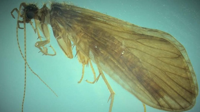 Zbulohet një lloj i ri insekti në Bogë të Rugovës