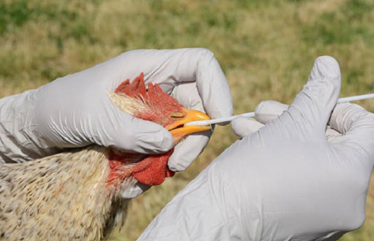 Pandemia e gripit të shpendëve po prek botën