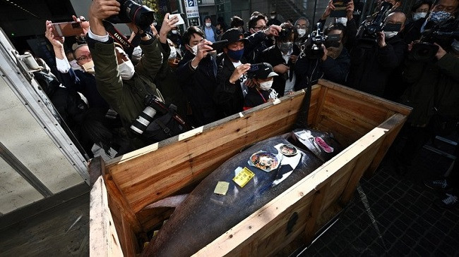 Çmenduri! 145 mijë dollarë për një peshk ton në Tokio