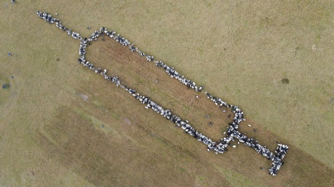 Delet dhe dhitë 'mesazh sensibilizues' formojnë shiringën e vaksinës në Gjermani