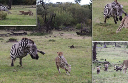 Jo çdo herë triumfues, zebra i kthehet gepardit që po e ndiqte