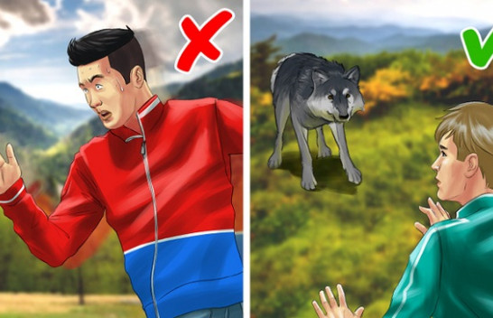 Çfarë duhet të bëni nëse takoni një ujk?