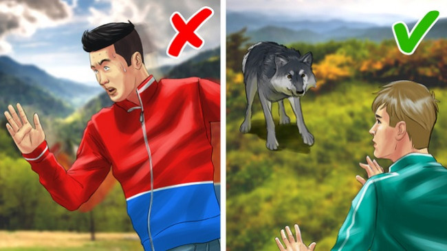 Çfarë duhet të bëni nëse takoni një ujk?