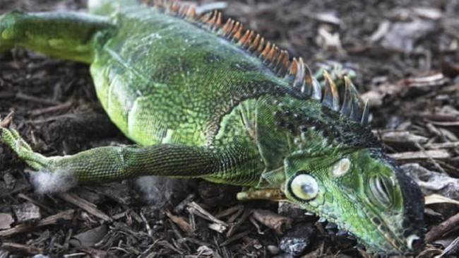 E pazakontë: Në Florida është aq ftohtë sa që hardhucat po bien nga pemët