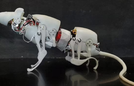 Harrojini qentë robot! Shkencëtarët zhvillojnë një mi robotik që mund të ecë, zvarritet dhe të kthehet njësoj si një brejtës i vërtetë