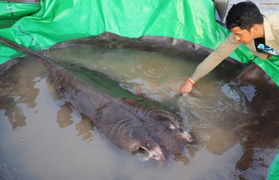 Peshku më i madh në botë i ujërave të ëmbla me peshë 300 kg kapet në Kamboxhia