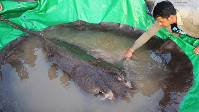 Peshku më i madh në botë i ujërave të ëmbla me peshë 300 kg kapet në Kamboxhia