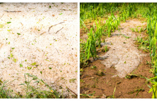 Reshjet e mëdha të shiut dhe breshëri shkaktuan dëme të mëdha bujqësore në komunën e Podujevës [Foto]