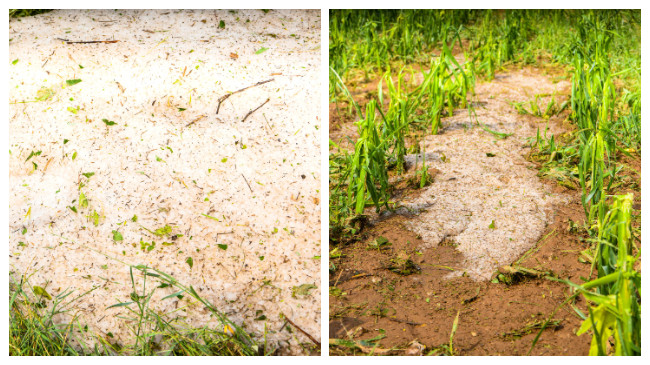 Reshjet e mëdha të shiut dhe breshëri shkaktuan dëme të mëdha bujqësore në komunën e Podujevës [Foto]