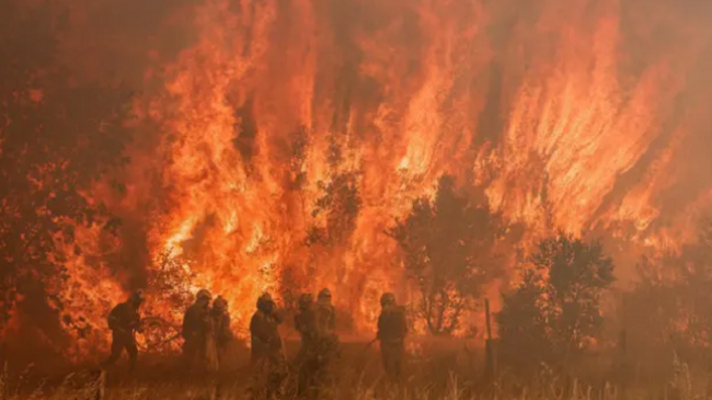 Zjarret rrezikojnë popullatën e ujqërve në Spanjë