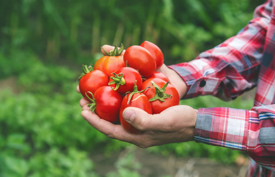 Ndryshimet klimatike kërcënojnë kulturat industriale të domates