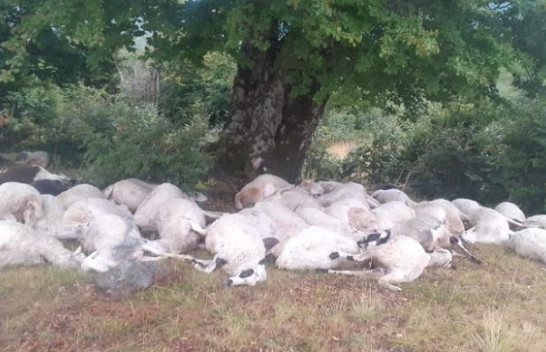Rrufeja vret 160 krerë bagëti në Gramsh