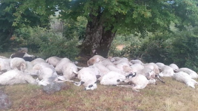 Rrufeja vret 160 krerë bagëti në Gramsh