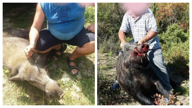 Vazhdon vrasja e paligjshme e derrave të egër në Shqipëri, pavarësisht moratoriumit në fuqi
