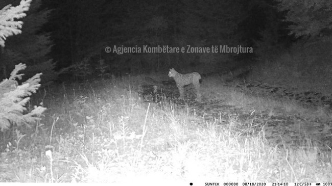 Rrëqebulli i Ballkanit fotografohet për herë të parë në zonën e mbrojtur, Guri i Nikës në Pogradec