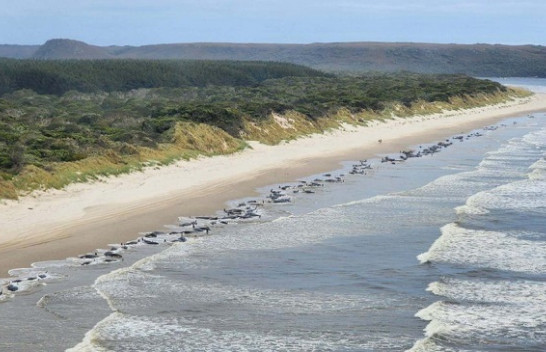 Më shumë se 200 balena dalin në bregun e Australisë