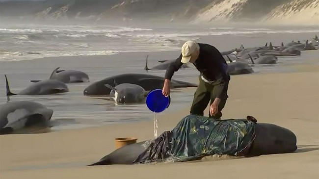 Australi, shpëtohen 32 balena të bllokuara ndërsa afër 200 ngordhën