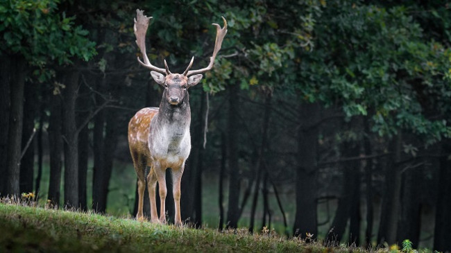 WWF: 70% e kafshëve të egra janë zhdukur në 50 vitet e fundit