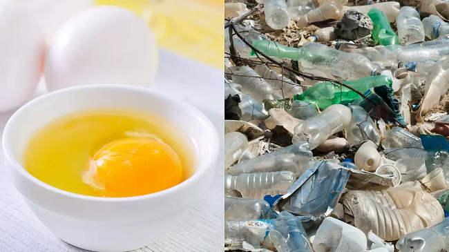Hulumtim: Vezët mund të na ndihmojnë të luftojmë ndotjen plastike