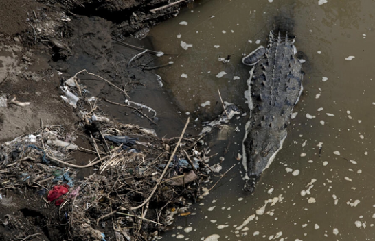 Krokodilët në Kosta Rika mbijetojnë në lumin 'më të ndotur'
