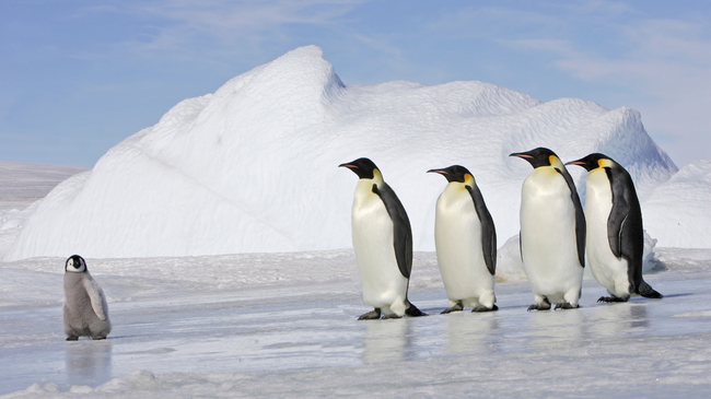 Mijëra specie rrezikohen të zhduken, WWF veçon drerët e pinguinët perandorë