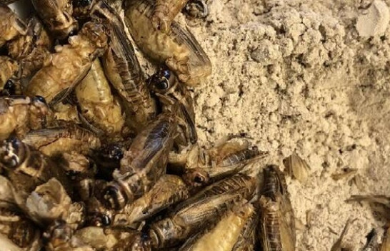 BE miraton përdorimin e miellit të insekteve