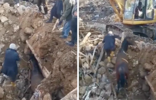Çfarë mrekullie: Kali nxirret i gjallë pas 21 ditësh nën rrënoja në Turqi [Video]