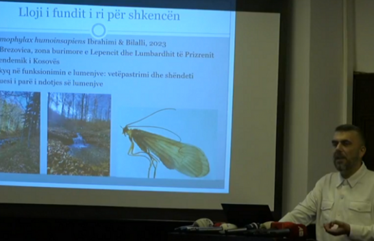 Prezantohet insekti më i ri në Kosovë