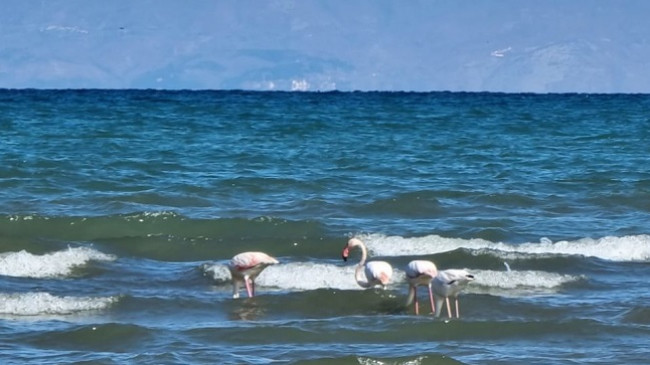 Fenomeni i rrallë, rikthehen flamingot në liqenin e Pogradecit
