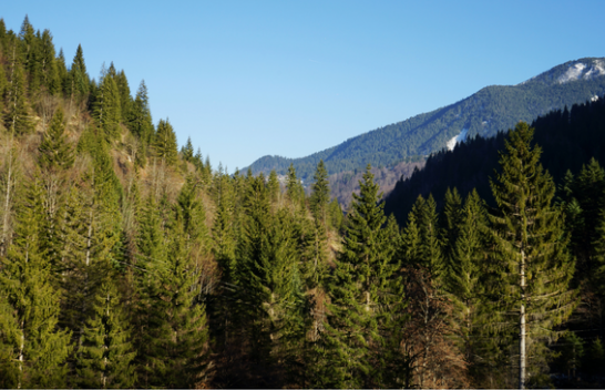 ASK: Kosova ka mbi 481 mijë hektarë pyje