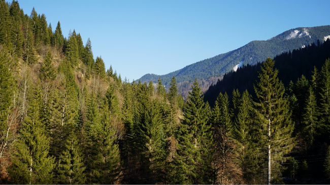 ASK: Kosova ka mbi 481 mijë hektarë pyje