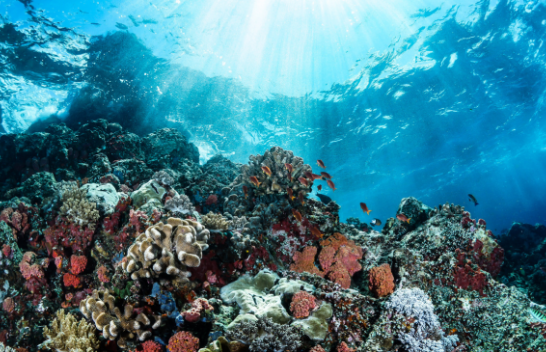 Minierat në fund të detit: Jetike për veprimin klimatik, vdekjeprurëse për oqeanet