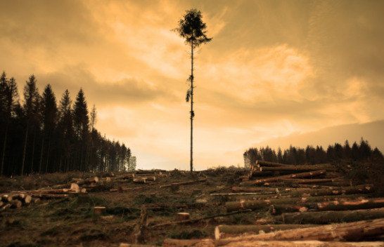 Bashkimi Evropian do të ndalojë produktet që shkaktojnë shkatërrimin e pyjeve