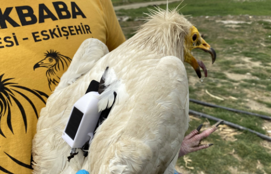 Shkaba e gjurmuar me transmetues satelitor fluturoi 32 mijë kilometra në një vit