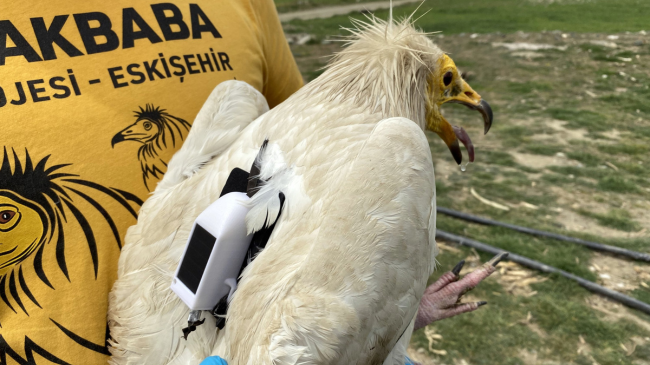 Shkaba e gjurmuar me transmetues satelitor fluturoi 32 mijë kilometra në një vit
