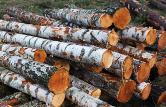 Agjencia Pyjore e Kosovës me njoftim për shitjen e masës drusore në Parkun e Blinajës