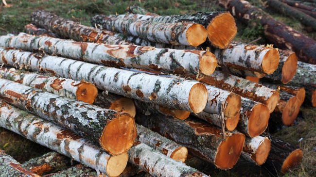 Agjencia Pyjore e Kosovës me njoftim për shitjen e masës drusore në Parkun e Blinajës