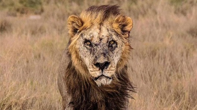 Vritet nga barinjtë luani më i vjetër dhe ikonik në Kenia