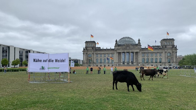Ambientalistët kullosin lopët në kopshtin e parlamentit gjerman