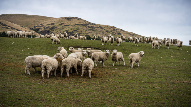A e dini se ka më shumë dele se sa njerëz në Zelandën e Re?