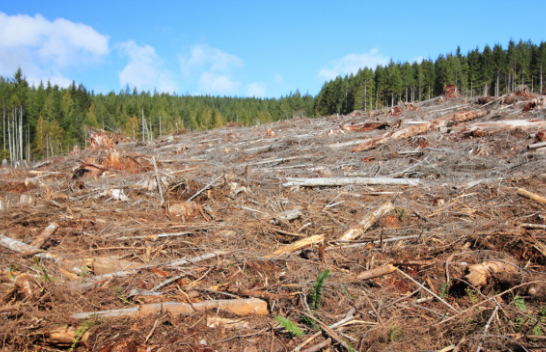 Hulumtim: Pyjet malore të Tokës po zhduken me një ritëm të përshpejtuar