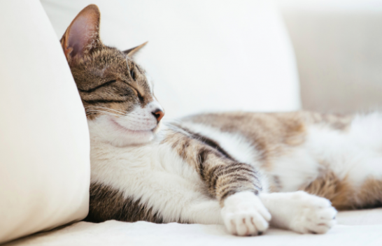 Pse macet flenë kaq shumë?