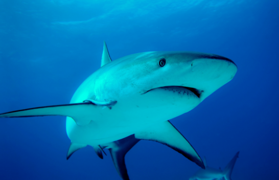 Egjipti do të instalojë pajisje monitorimi për të gjurmuar peshkaqenë në Detin e Kuq